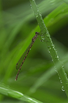 ホソミオツネントンボの雨宿り