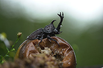 カブトムシはまだまだ活動中
