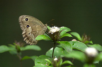 オケラで吸蜜するジャノメチョウ