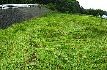 雨にたおれた稲