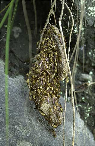 ホソアシナガバチの巣