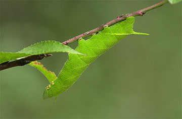 モモスズメの幼虫