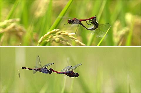 ナツアカネの産卵