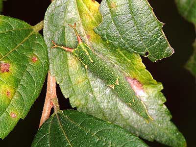 ゴマダラチョウの幼虫