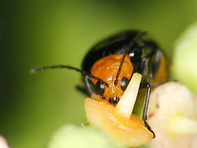 クロウリハムシ（マクロストロボテスト作例）