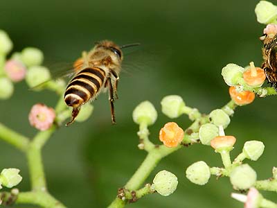 ニホンミツバチ（マクロストロボテスト作例）