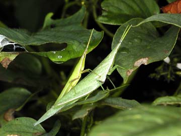 オンブバッタ（マクロストロボテスト作例）