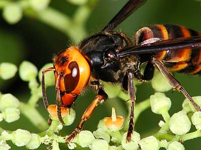 ヒメスズメバチ（マクロストロボテスト作例）