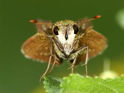 イチモンジセセリ（マクロストロボテスト作例）