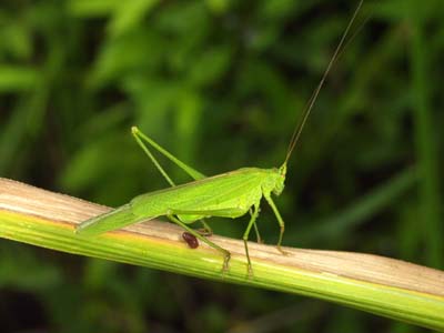 ツユムシ（マクロストロボテスト作例）