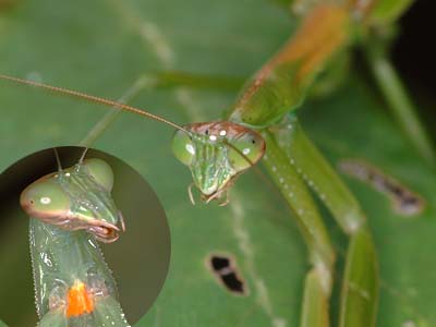 カマキリの顔（マクロストロボテスト作例）