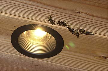 室内に入ってきたアシナガバチ