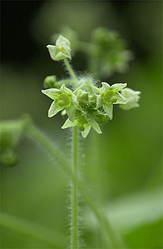 アレチウリの花
