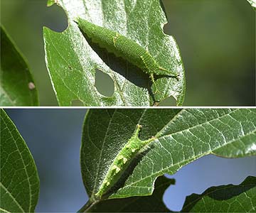 ゴマダラチョウとオオムラサキの幼虫