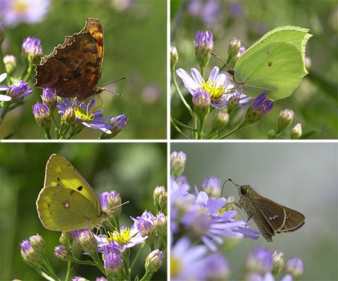 シオンの花に集まるチョウ