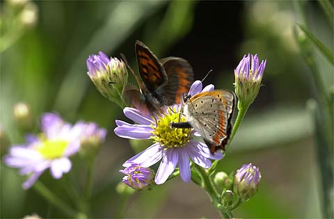 ベニシジミの交尾拒否