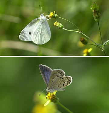 センダングサの花