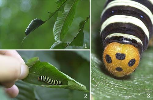 アオバセセリの幼虫