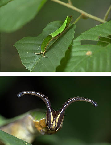 スミナガシの終齢幼虫