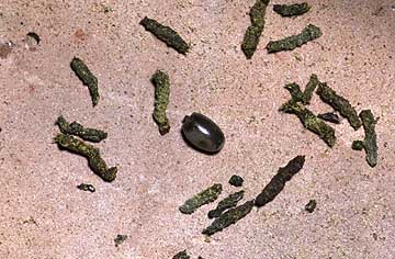 エダナナフシの卵