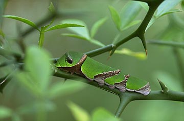 クロアゲハの幼虫
