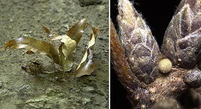 思いがけずクロミドリシジミの卵を採集