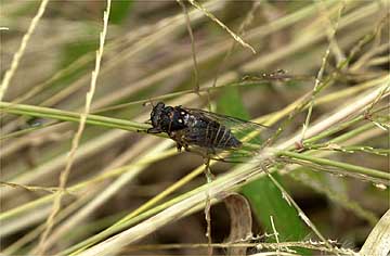 低いところで鳴くチッチゼミ