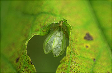 昼間から鳴いているカンタン