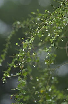 花が終わったハギ