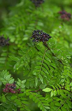 イヌザンショウの実
