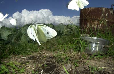 モンシロチョウがいっぱい