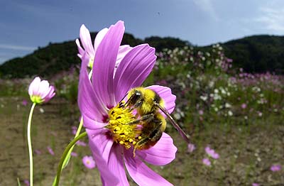 コスモスとマルハナバチ