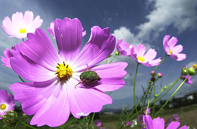 コスモスとコアオハナムグリ