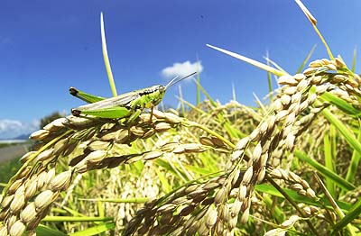 稲とイナゴ