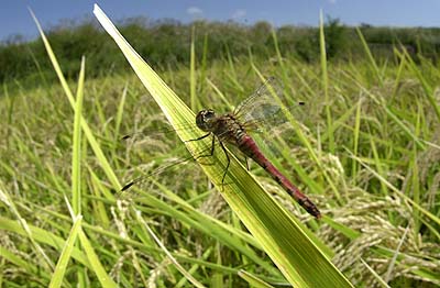 稲とアカトンボ