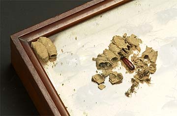 アメリカジガバチの巣