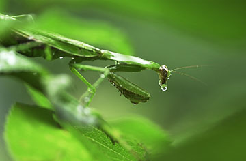 雨にぬれるオオカマキリ