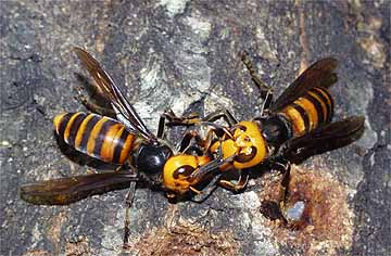 オオスズメバチ