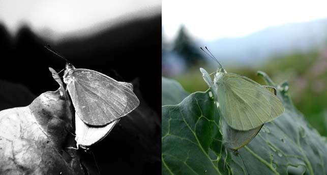 モンシロチョウの目で見ると