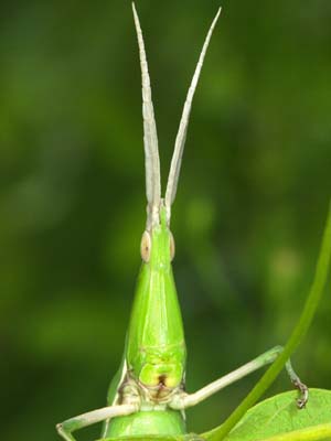 ショウリョウバッタの顔（マクロストロボテスト）