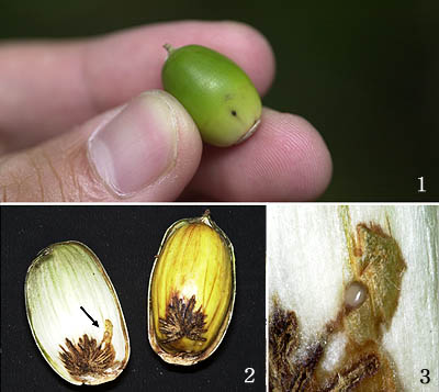 コナラシギゾウムシの卵