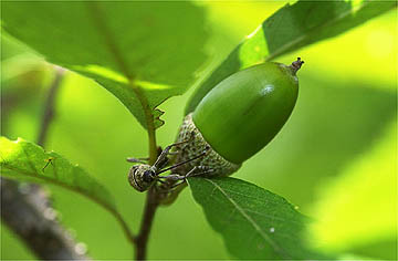 コナラシギゾウムシ