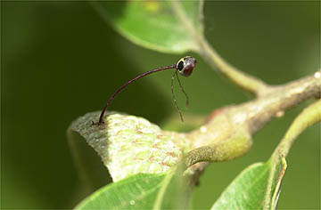 コナラシギゾウムシの悲劇