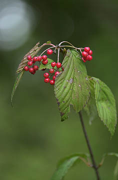 ミヤマガマズミの実