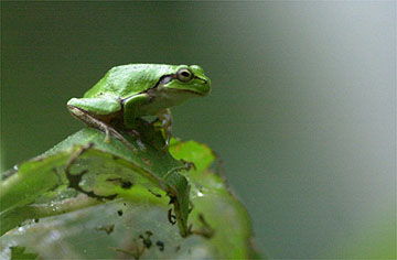 雨の中のアマガエル