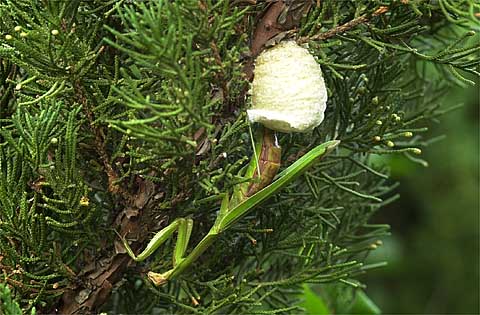 オオカマキリの産卵