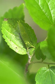 ゴマダラチョウの幼虫