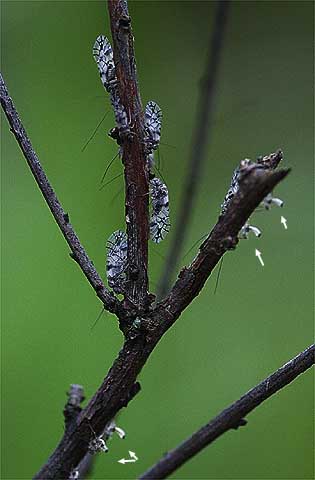 チャタテムシの仲間