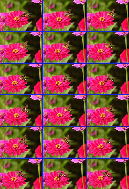 連続写真（ホウジャク）