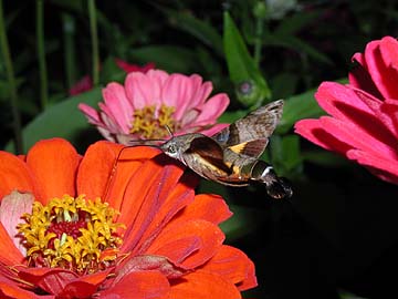 デジカメでストロボテクニック（ホウジャク）